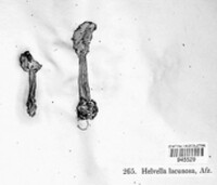 Helvella lacunosa image